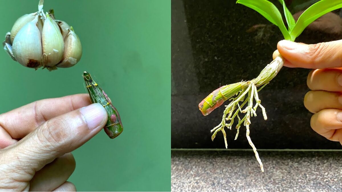 Nhân giống phong lan bằng tỏi | How to grow orchids with garlic 5